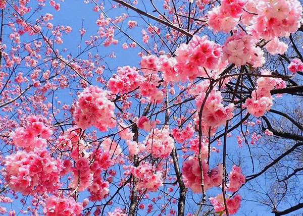 这个县城，10万株樱花盛放变花海，这么美的乡村，让人如何不向往！ 图1
